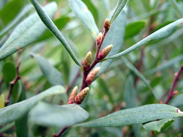 2007 07 Marais du Cerisaie 10